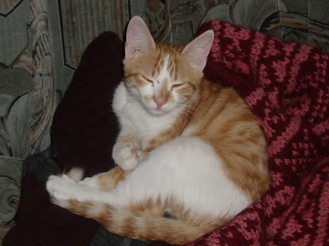 Gatti